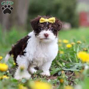 Avery, Yorkie Poo Puppy